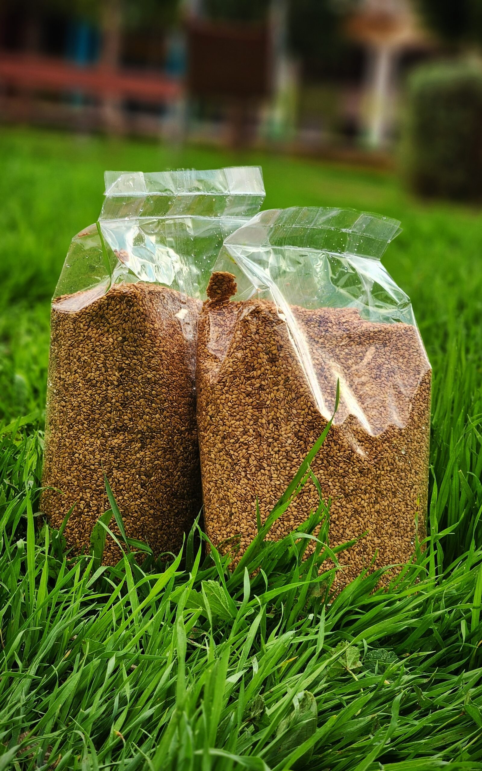 جنجلان (السمسم)